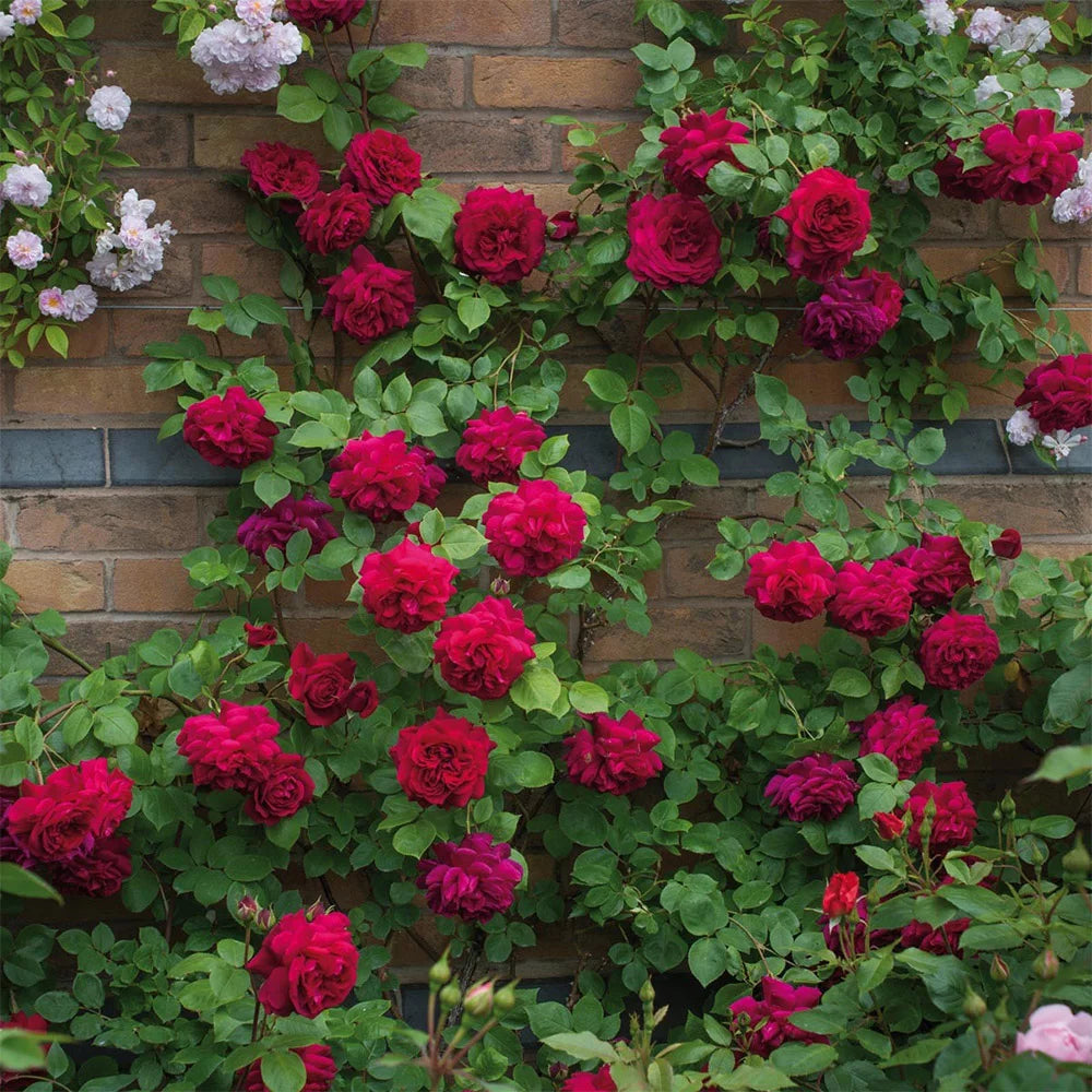 Red Rose Plant H208067